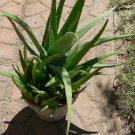 3 small Aloe vera barbadensis medicinal plant cactus succulent plants organic FJ