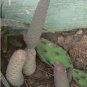 SPRUCE CONE CHOLLA (TEPHROCACTUS ARTICULATUS) HEALTHY PLANT WITH ROOTS FJ
