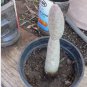 SPRUCE CONE CHOLLA (TEPHROCACTUS ARTICULATUS) HEALTHY PLANT WITH ROOTS FJ