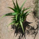 1 LARGE Aloe vera barbadensis medicinal plant cactus succulent plants organic FJ