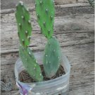 Rooted Spineless Thornless Nopales Prickly Pear Cactus-Human/Reptile SUPER FOOD! FJ