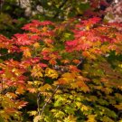 Vine Maple - Acer circinatum 4-6 inch tall bareroot seedlings-Fall color -Bonsai FJ
