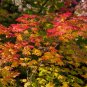 Vine Maple - Acer circinatum 4-6 inch tall bareroot seedlings-Fall color -Bonsai FJ