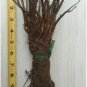 Vine Maple - Acer circinatum 4-6 inch tall bareroot seedlings-Fall color -Bonsai FJ
