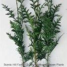 Western Red Cedar Tree, - Potted Seedlings - 12"-18" Tall (Thuja plicata) FJ
