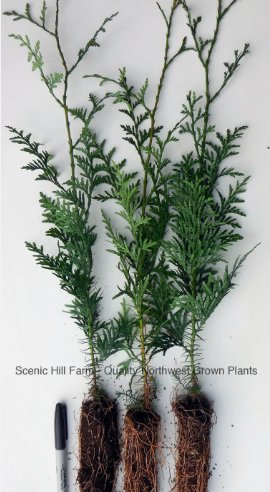 Western Red Cedar Tree, - Potted Seedlings - 12"-18" Tall (Thuja plicata) FJ