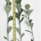 Simon Poplar- Great for windbreaks and Shade Trees- Very Drought Tolerant FJ