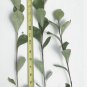 Simon Poplar- Great for windbreaks and Shade Trees- Very Drought Tolerant FJ
