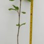 Simon Poplar- Great for windbreaks and Shade Trees- Very Drought Tolerant FJ