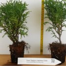 Dwarf Staghorn Cedar (Thujopsis dolobrata, 'Nana') - Landscape or Bonsai FJ