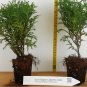 Dwarf Staghorn Cedar (Thujopsis dolobrata, 'Nana') - Landscape or Bonsai FJ