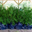 Incense Cedar Tree 20" - 30" Tall In 3.5" pot- Landscape Timber Christmas Decor FJ