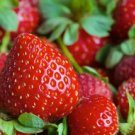 Honeoye Strawberry Plants June Bearing Certified Bare Root High Yields Sweet FJ