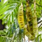 Honey Locust Potted Tree - windbreak, erosion control, bees, wildlife, bonsai FJ
