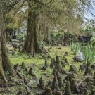 Bald Cypress Tree (Taxodium distichum) 25" - 32" Tall FJ