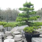 Japanese Black Pine 14" - 24" Tall 2+ Year Old Tree Great Bonsai or Landscape FJ