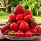 10 to 500 Ozark Beauty Ever Bearing Strawberries Certified Bare Root Plants FJ