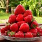 10 to 500 Ozark Beauty Ever Bearing Strawberries Certified Bare Root Plants FJ