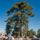 Jeffrey Pine Tree Seedlings - Landscape, Woodland or Bonsai FJ