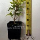 Osmanthus heterophyllus 'Goshiki'- Tea Olive/ Variegated Holly Leaf Osmanthus FJ