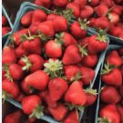 10 - 500 Chandler Strawberries- Certified Bare Root Plants FJ