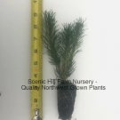 3 Dwarf Mugo Pine -Swiss Mountain Pine (Mugo Pinus) - Bonsai or Landscape FJ