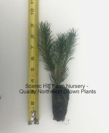 3 Dwarf Mugo Pine -Swiss Mountain Pine (Mugo Pinus) - Bonsai or Landscape FJ