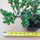 6 Arctostaphylos Uva-Ursi, Kinnikinnick- Groundcover, Attracts Hummingbirds FJ