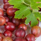 1 Red Josta Plant - Large Sweet-Tart Berries - Gooseberry / Red Currant Cross FJ