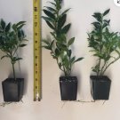 10 Sarcococca ruscifolia, Very Fragrant Late Winter Flowers - 3" to 7" Tall FJ