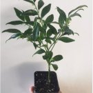 3 Sarcococca ruscifolia, Very Fragrant Late Winter Flowers - 3" to 7" Tall FJ
