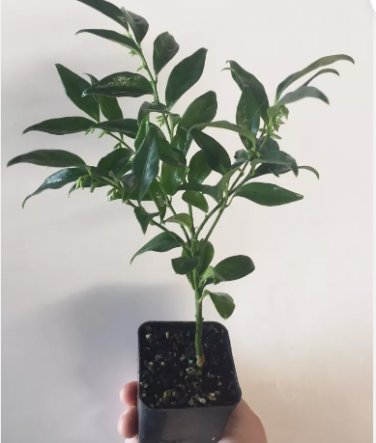 3 Sarcococca ruscifolia, Very Fragrant Late Winter Flowers - 3" to 7" Tall FJ