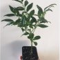 3 Sarcococca ruscifolia, Very Fragrant Late Winter Flowers - 3" to 7" Tall FJ