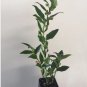 3 Sarcococca ruscifolia, Very Fragrant Late Winter Flowers - 3" to 7" Tall FJ