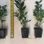 3 Sarcococca ruscifolia, Very Fragrant Late Winter Flowers - 3" to 7" Tall FJ