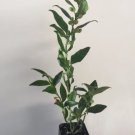 1 Sarcococca ruscifolia, Very Fragrant Late Winter Flowers - 3" to 7" Tall FJ