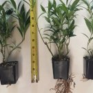10 Sarcococca hookeriana var. humilis, Evergreen shrubs, Fragrant flowers FJ