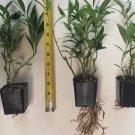 3 Sarcococca hookeriana var. humilis, Evergreen shrubs, Fragrant flowers FJ