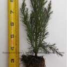 1 Giant Sequoia Tree - California Redwood - Potted - 5" - 8" tall Seedling FJ