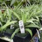 Mini Me Sol Dwarf Pineapple (Ornamental) - Ananas comosus FJ