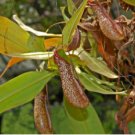 Miranda Carnivorous Pitcher Plant - Nepenthes miranda FJ