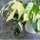 Variegated Albo Pothos Epipremnum - Epipremnum pinnatum albo-variegata FJ