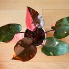 Pink Princess Philodendron - Philodendron erubescens FJ