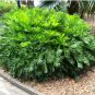Coontie Palm Cycad (Florida Arrowroot) - Zamia integrifolia FJ