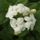 Maid of Orleans Jasmine - Jasminum sambac FJ