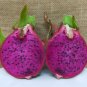 American Beauty Red Dragon Fruit - Hylocereus guatemalensis FJ
