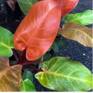 Rare Philodendron Live Plant — Prince of Orange, Ring of Fire or White Princess FJ