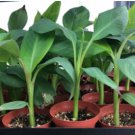 Dwarf Kokopo 'Patupi' Live Banana Plant - Musa acuminata FJ