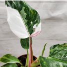 Philodendron 'White Princess' Variegated Live Plant - Philodendron erubescens FJ