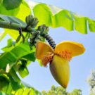 Basjoo Banana - Musa FJ